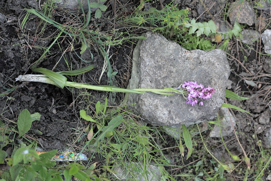 Un breve pomeriggio per orchidee!! (Isola d''Elba)